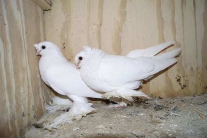 fokken Oezbeekse duiven