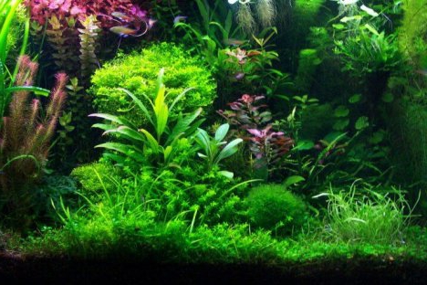 Is het mogelijk om geld te verdienen aan het kweken van aquariumplanten