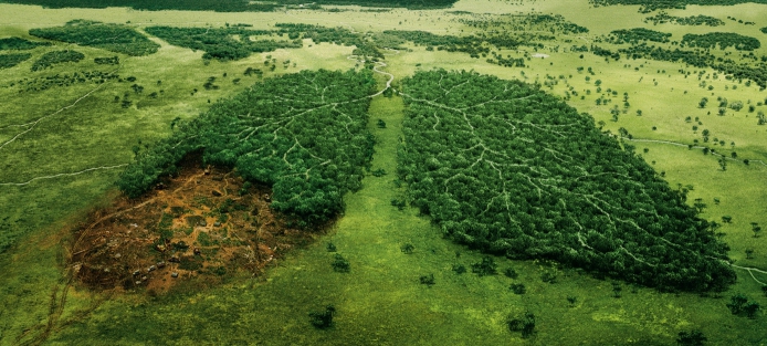 Entwaldung Umweltproblem