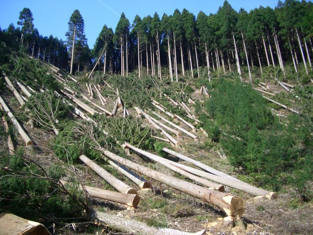 Abholzung