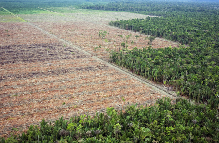 Strafe für Abholzung