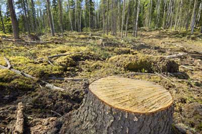 Strafe für illegalen Holzeinschlag