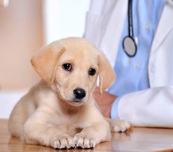 veterinaire kliniek businessplan