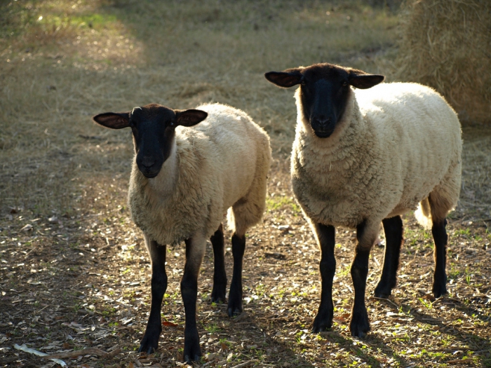 Geschäftsplan für die Schafzucht