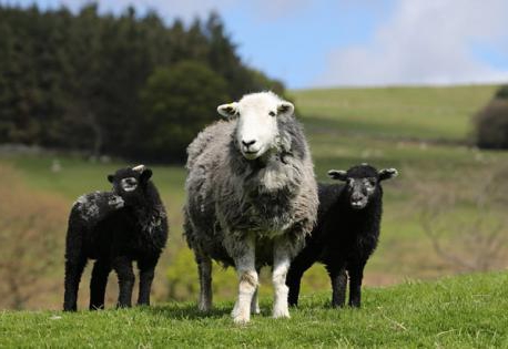 Schafe halten und züchten