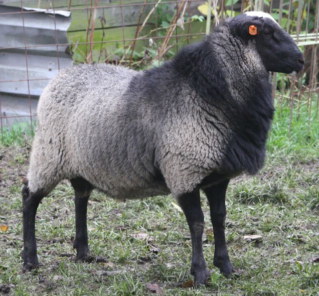 Schafe und Schafzucht