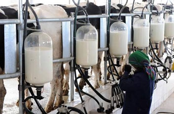 Milchproduktionsprozess