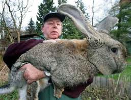 Kaninchenzucht zu Hause