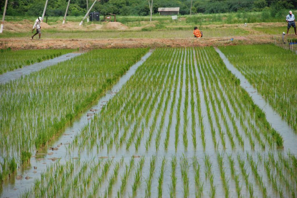 Bewässerung in Asien