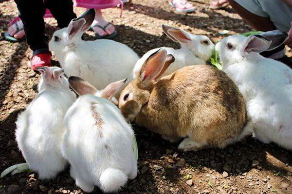 Futtermittel für Kaninchen Bewertungen