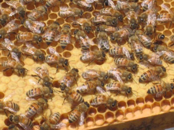 Bienenzucht und Haltung für Anfänger