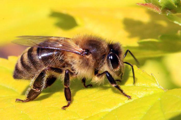 beginne mit der Bienenzucht