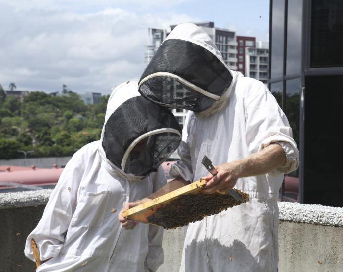 Bienenzucht für Anfänger Meisterklasse