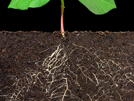 Das Wurzelsystem der Pflanze im Boden