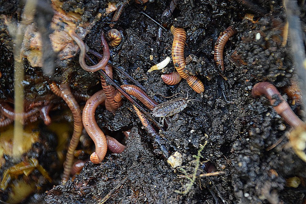 Würmer im Boden