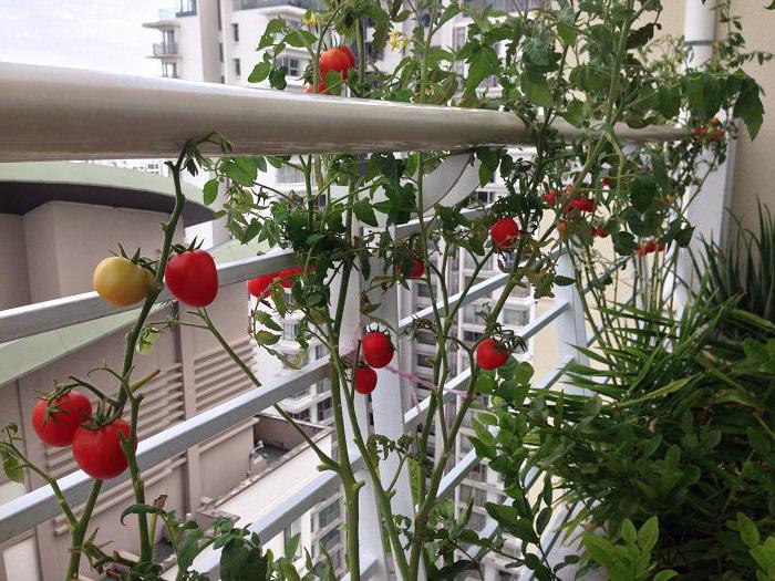 hoe je tomaten thuis op de vensterbank kunt telen