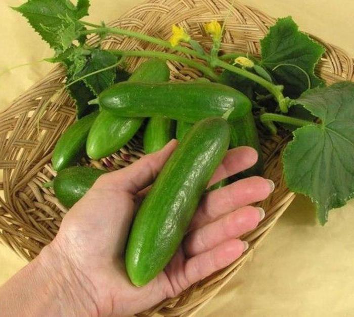 hoe komkommers thuis te kweken