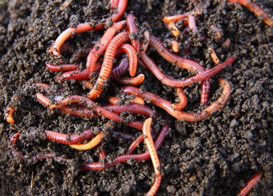 kalifornische Würmer