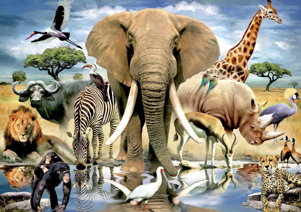 De diversiteit van de dierenwereld